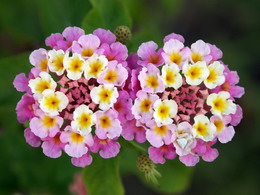 شاهپسند درختی